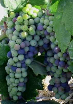 start of veraison